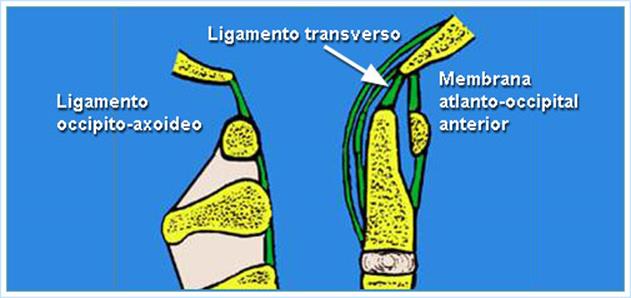 ligamento transverso del atlas